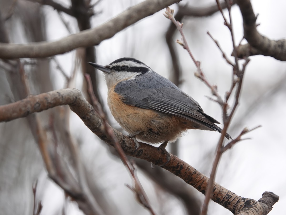Red-breasted Nuthatch - ML618182266