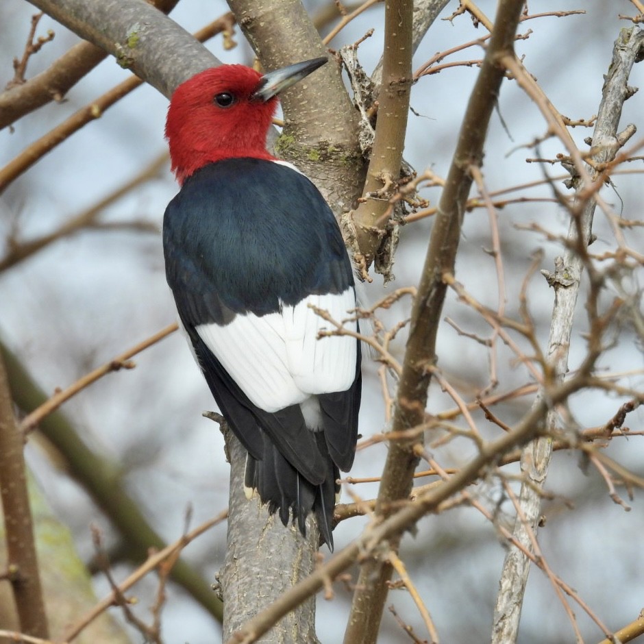 Red-headed Woodpecker - Deb Diane
