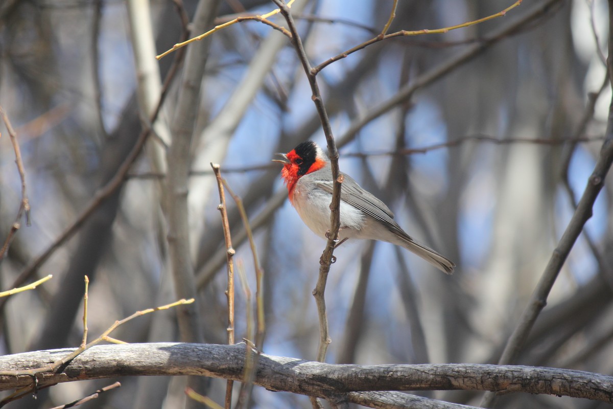 Red-faced Warbler - Alex Young