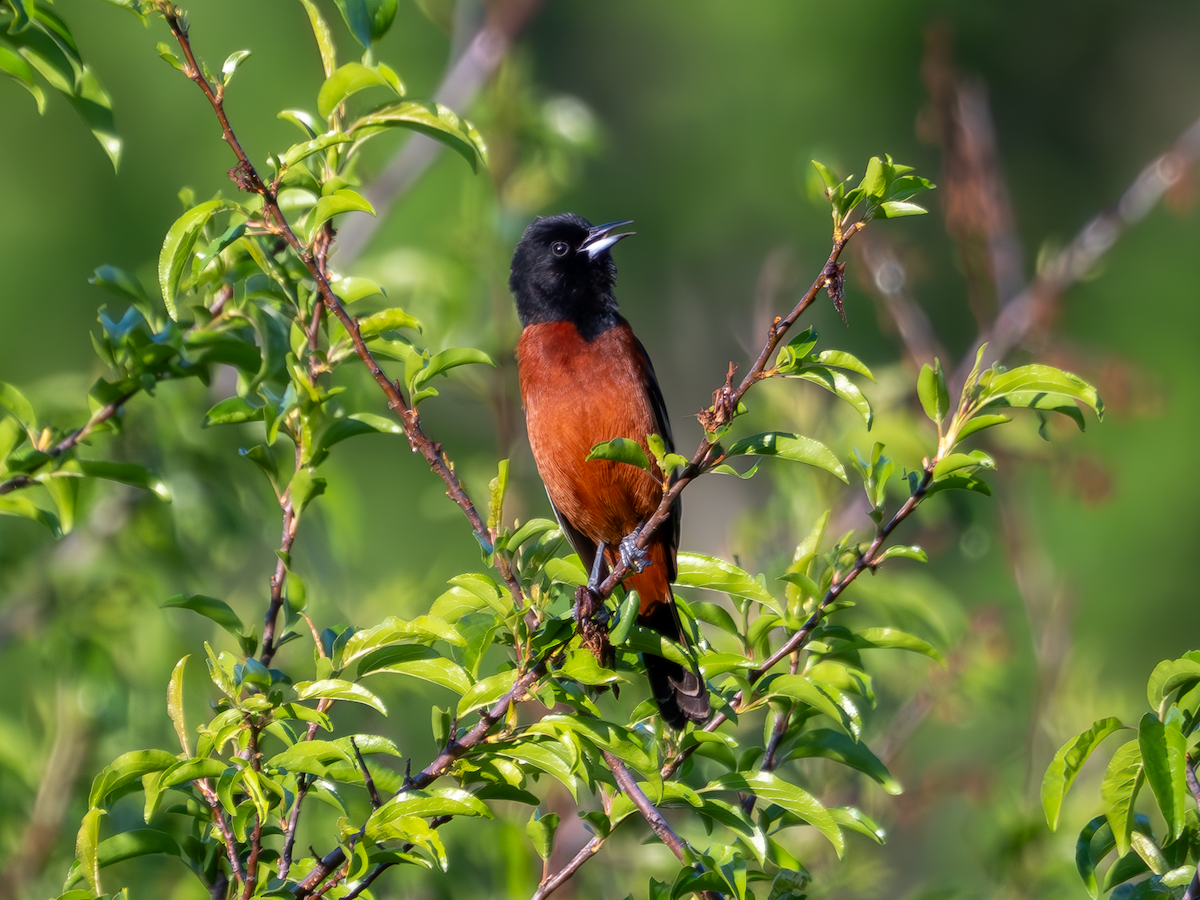 Orchard Oriole - ML618182385