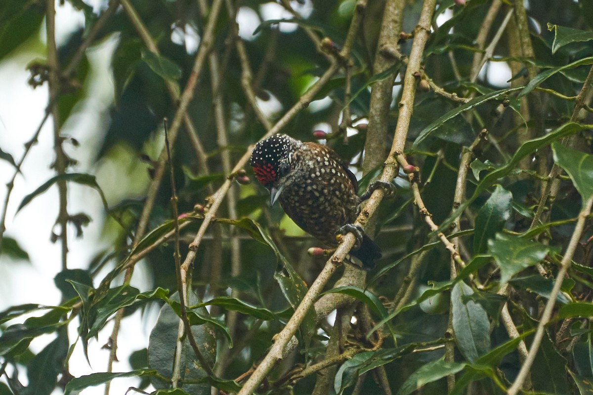 Spotted Piculet - ML618182409