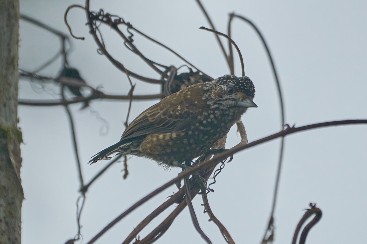 Spotted Piculet - ML618182416
