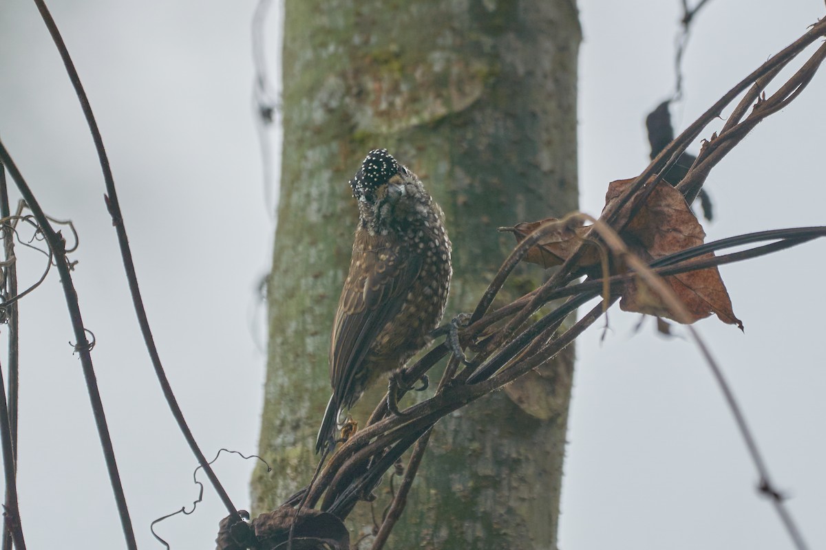 Spotted Piculet - ML618182417