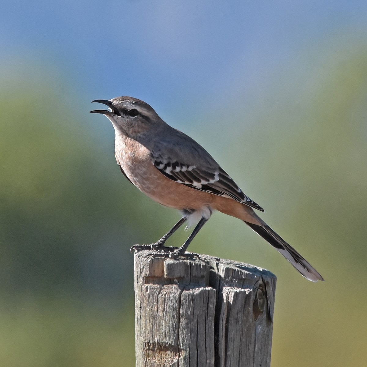 Patagonian Mockingbird - ML618182424