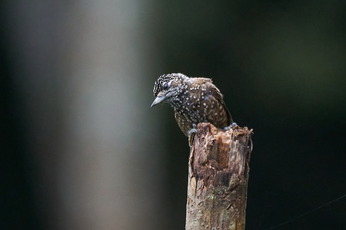 Spotted Piculet - ML618182432