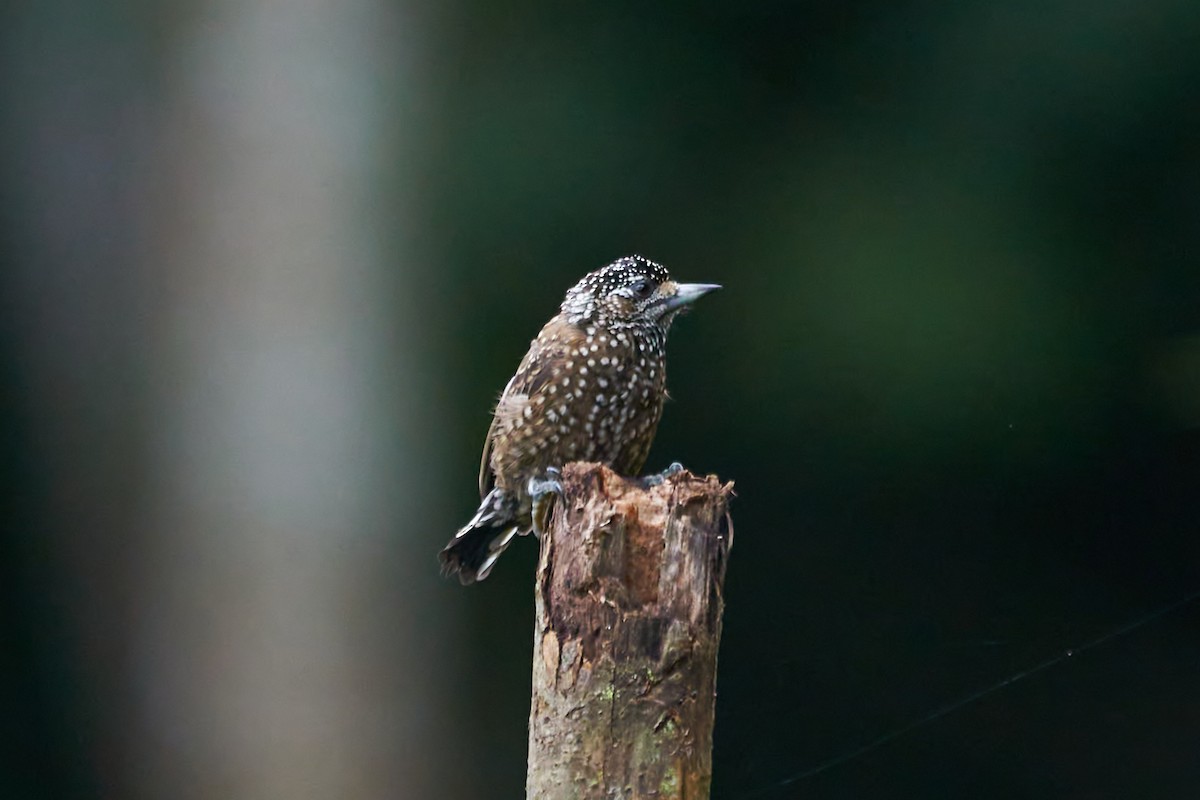 Spotted Piculet - ML618182449
