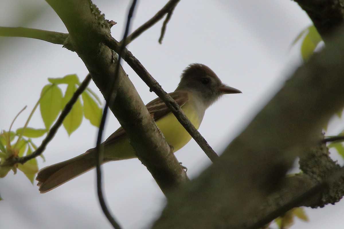 Great Crested Flycatcher - ML618182476
