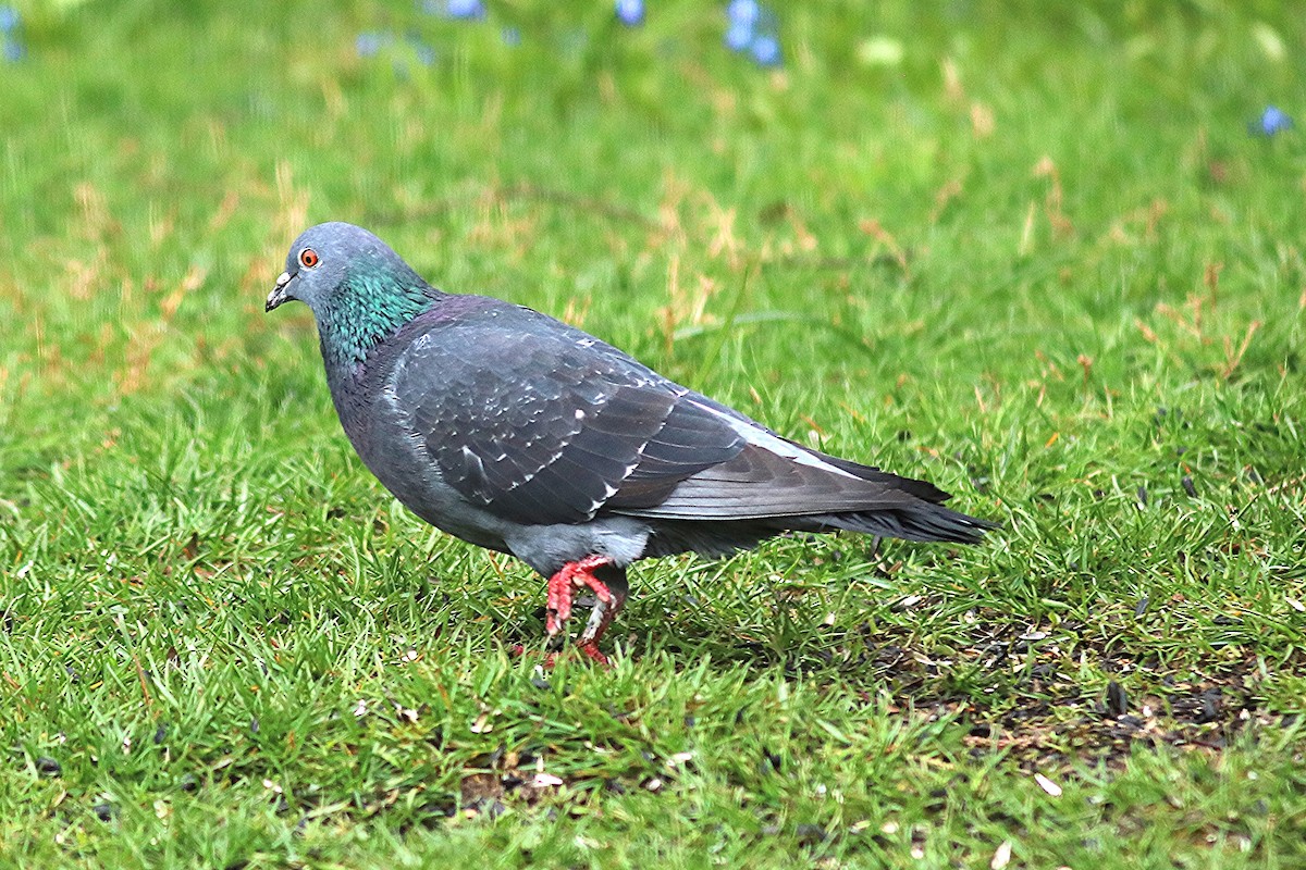 Rock Pigeon (Feral Pigeon) - ML618182477