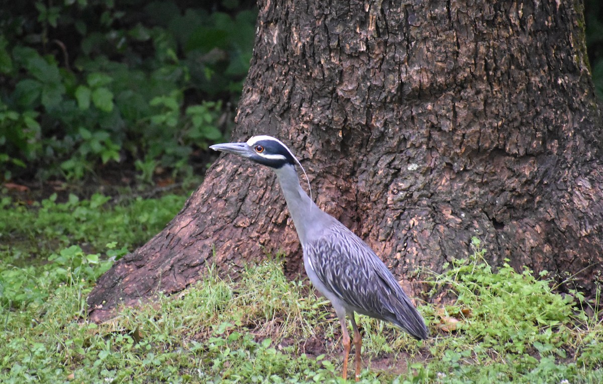 Yellow-crowned Night Heron - ML618182514