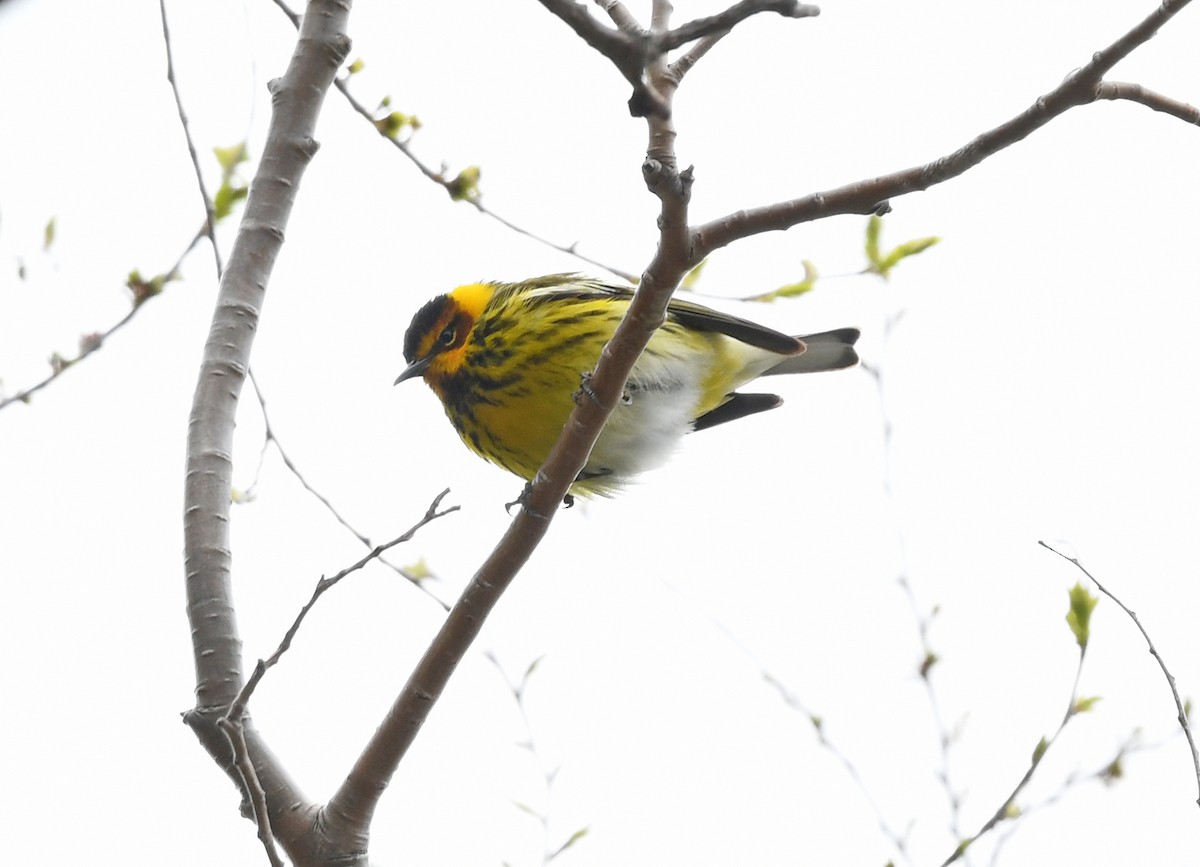 Cape May Warbler - ML618182538