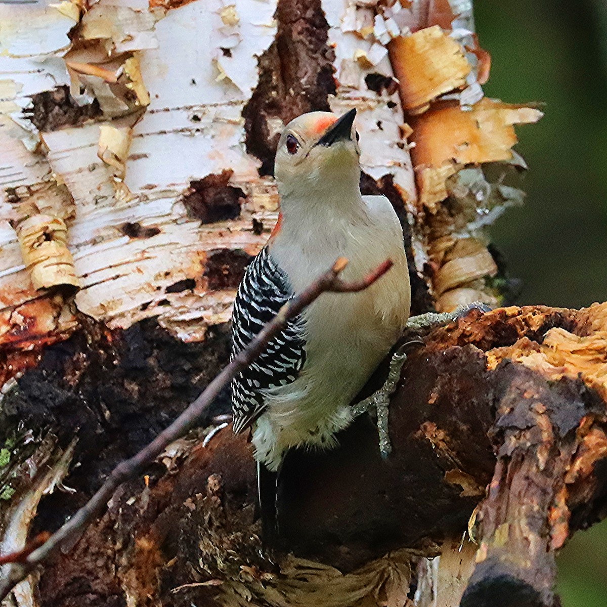 Red-bellied Woodpecker - Ron and Linda (Tozer) Johnston
