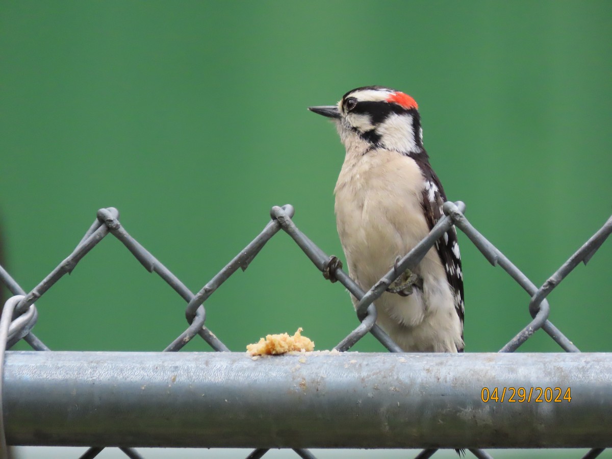 Downy Woodpecker - ML618182557