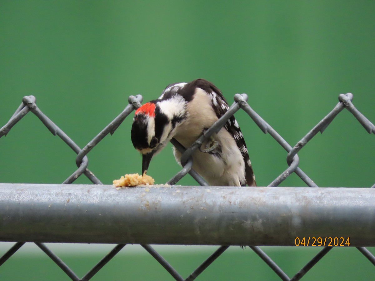 Downy Woodpecker - ML618182559