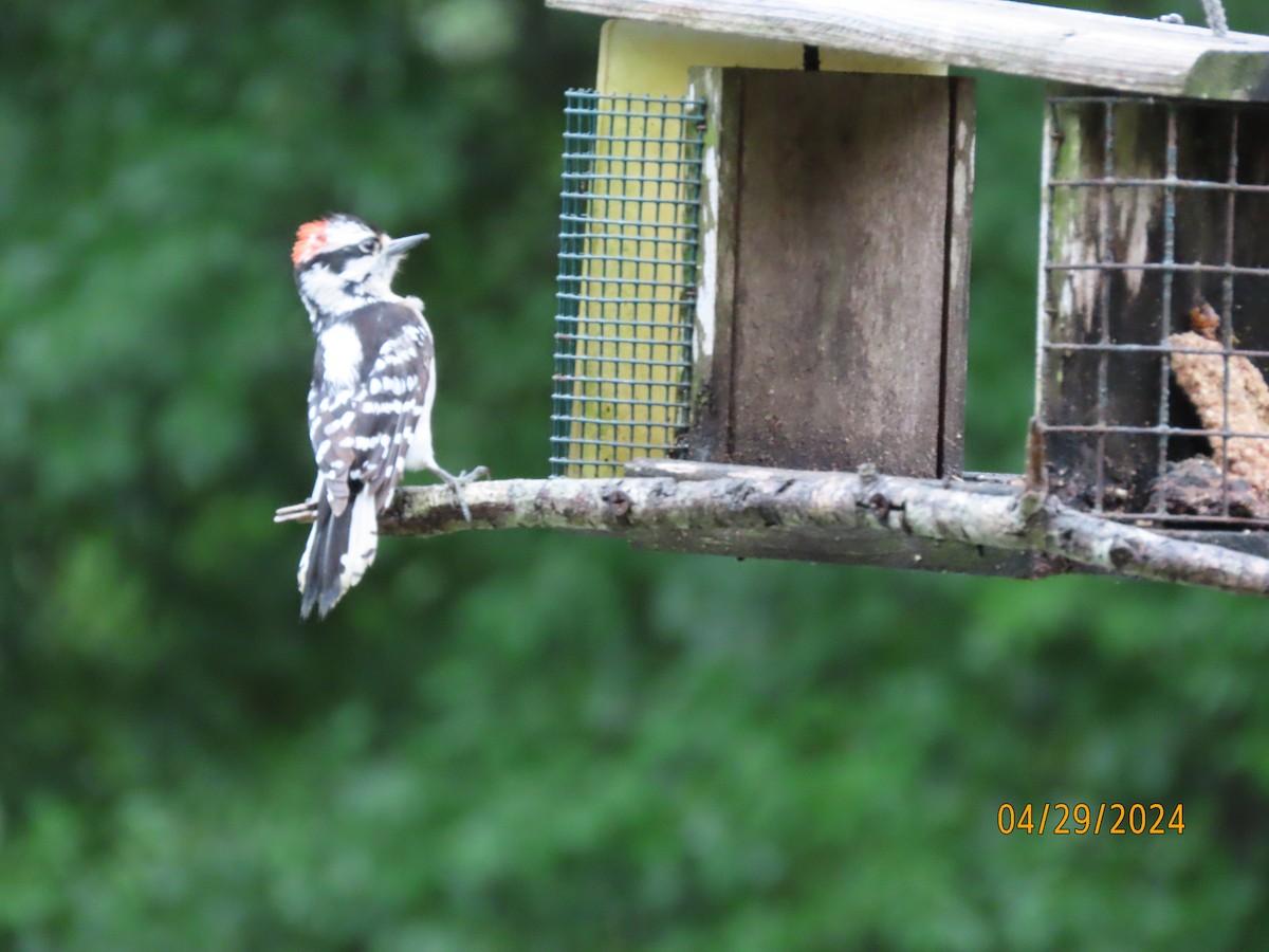 Downy Woodpecker - ML618182562