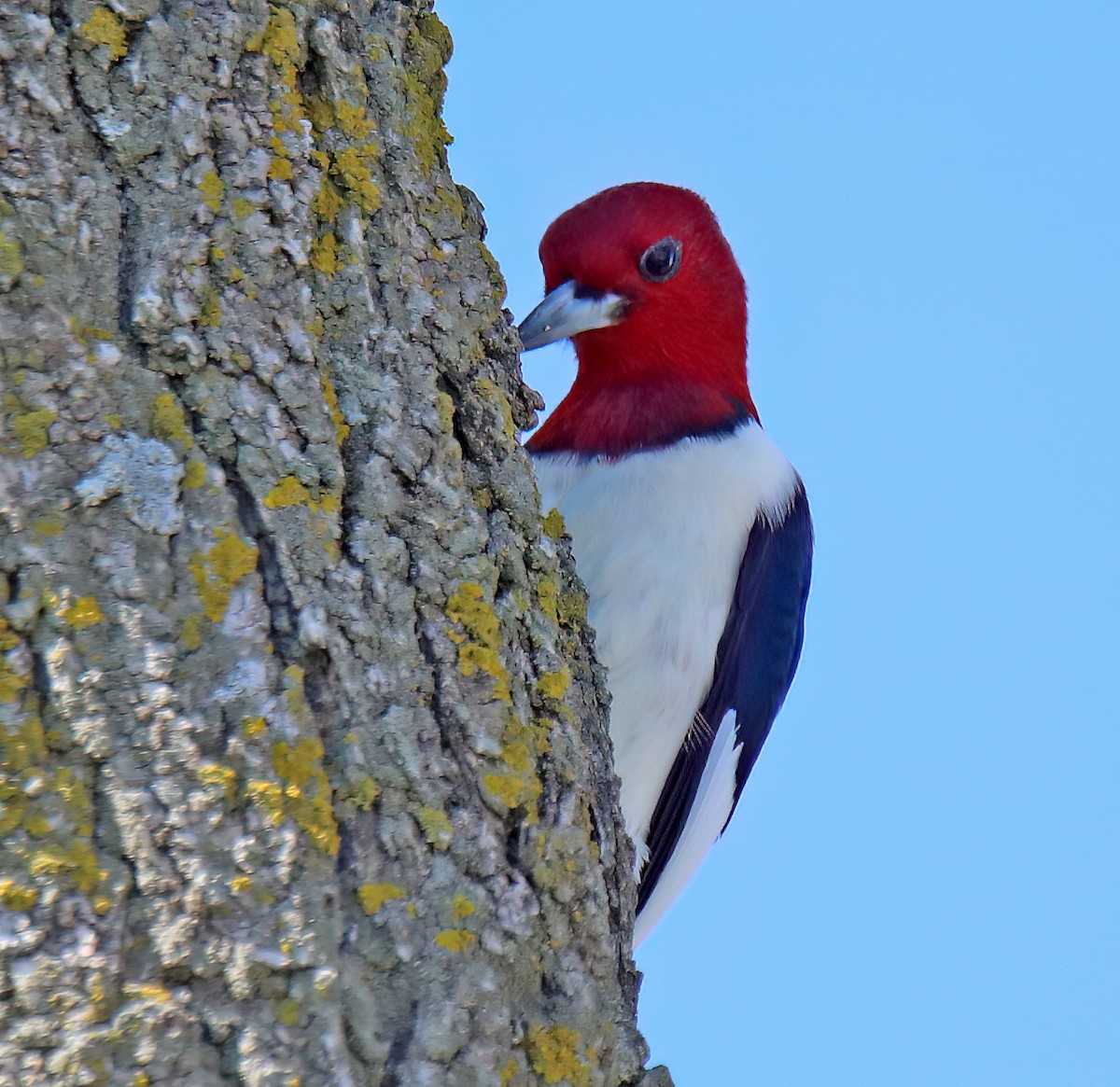 Red-headed Woodpecker - ML618182601