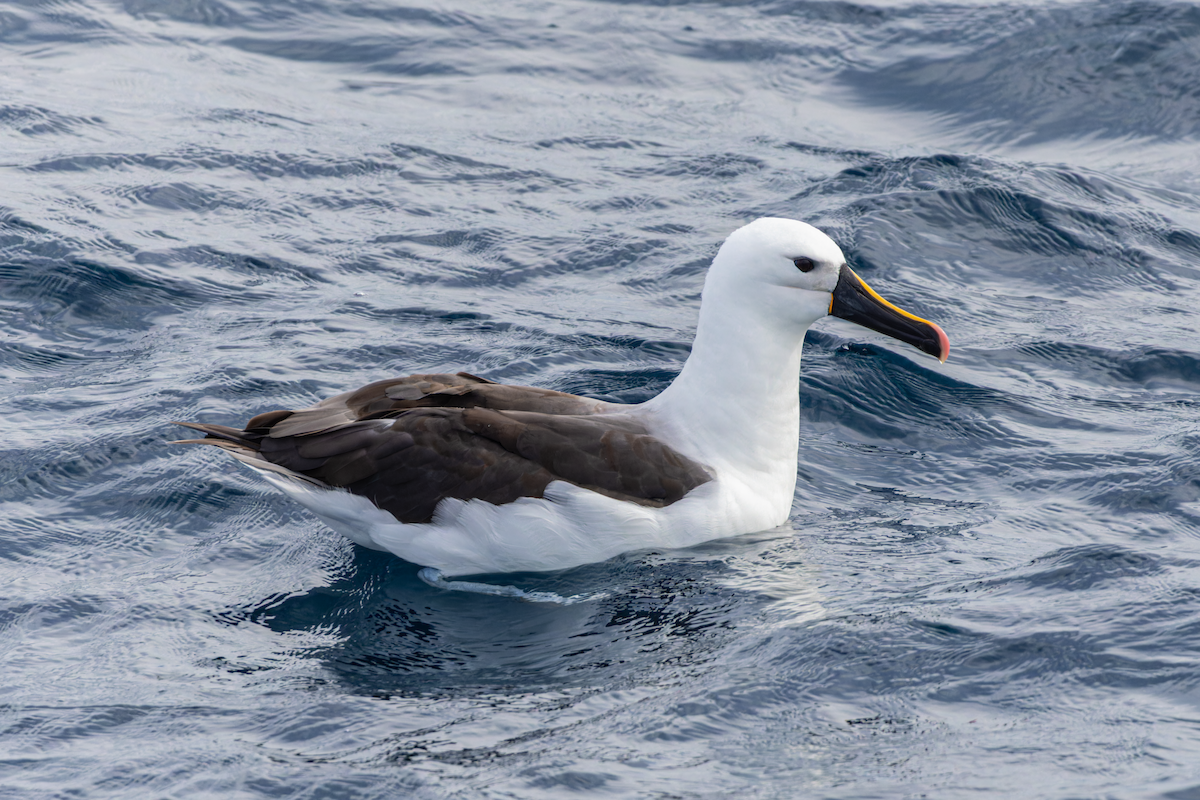 Indian Yellow-nosed Albatross - ML618182612