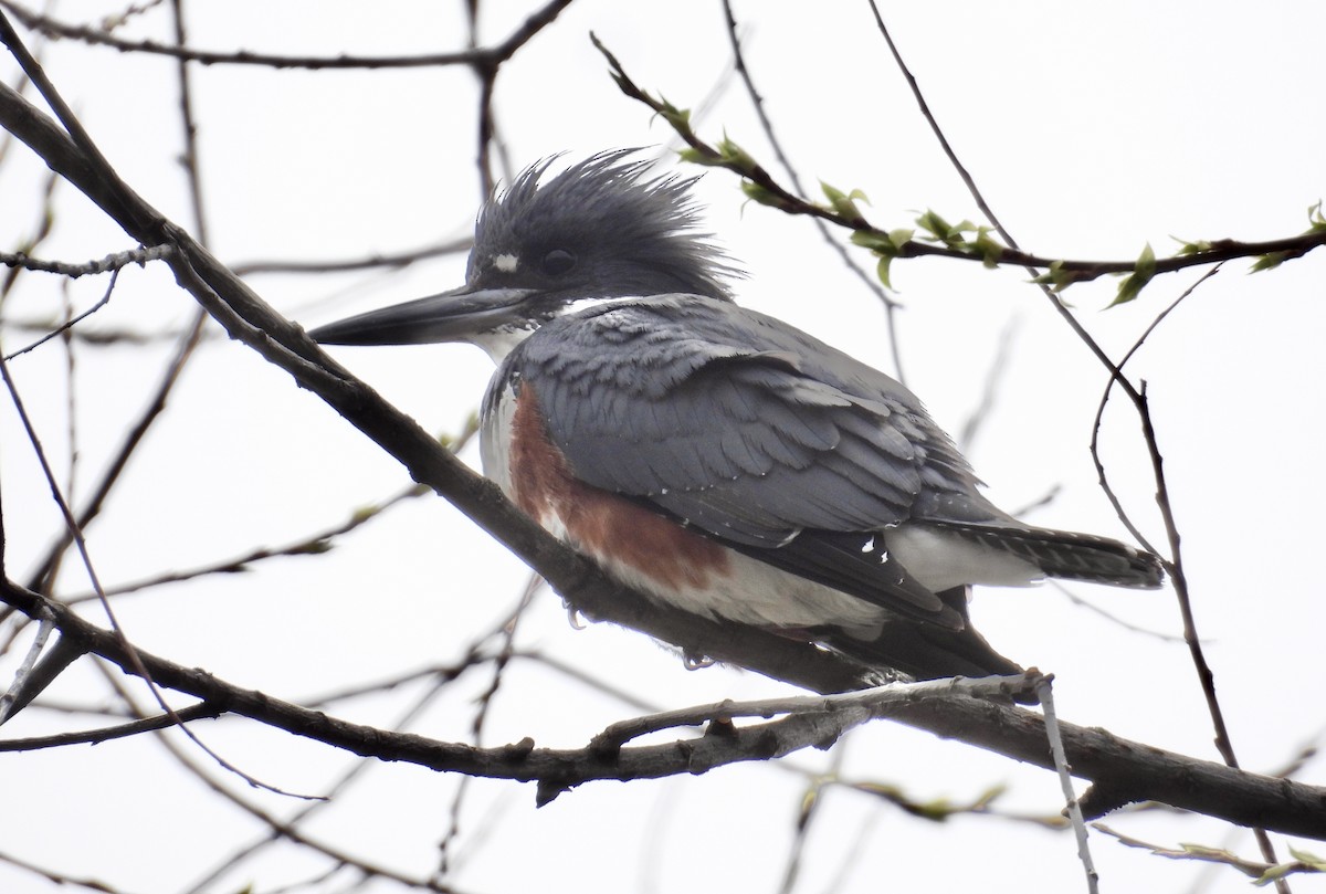 Belted Kingfisher - ML618182661