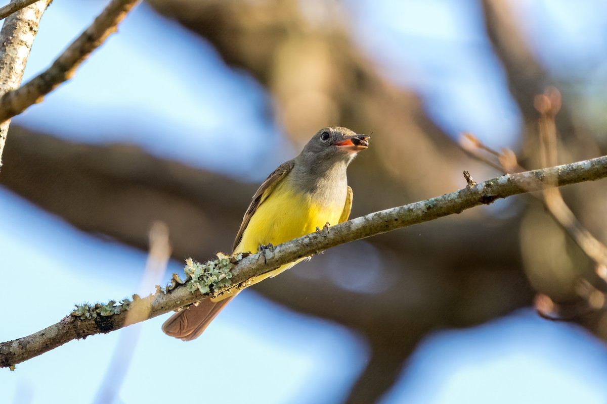 Great Crested Flycatcher - Eric Stone