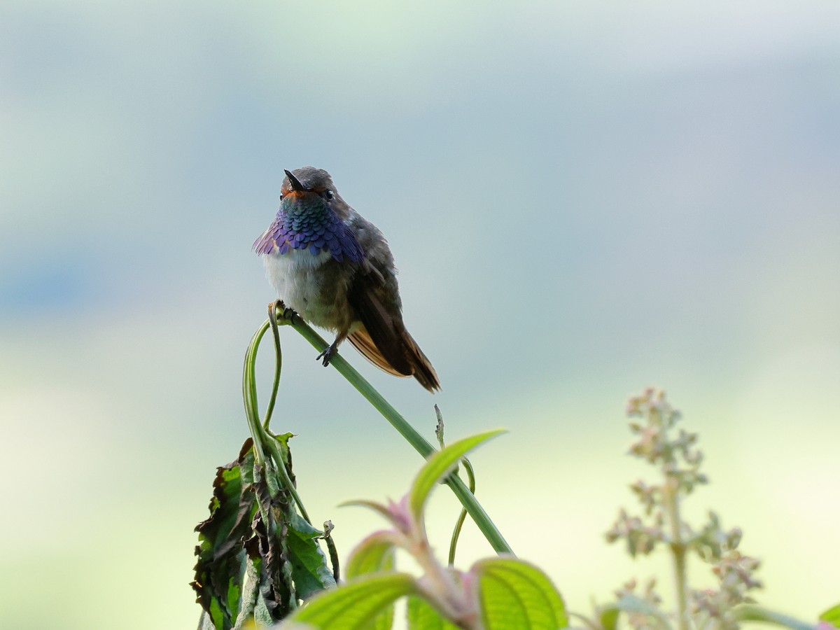 Volcano Hummingbird - Jennifer Zelik