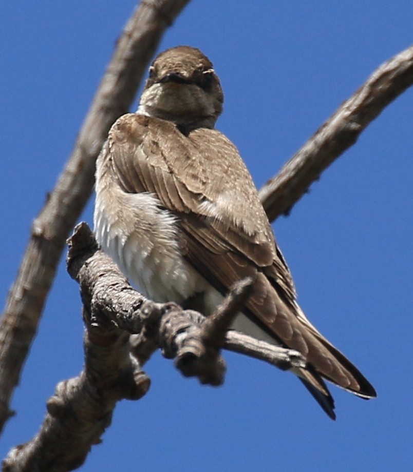 Northern Rough-winged Swallow - Debby Parker