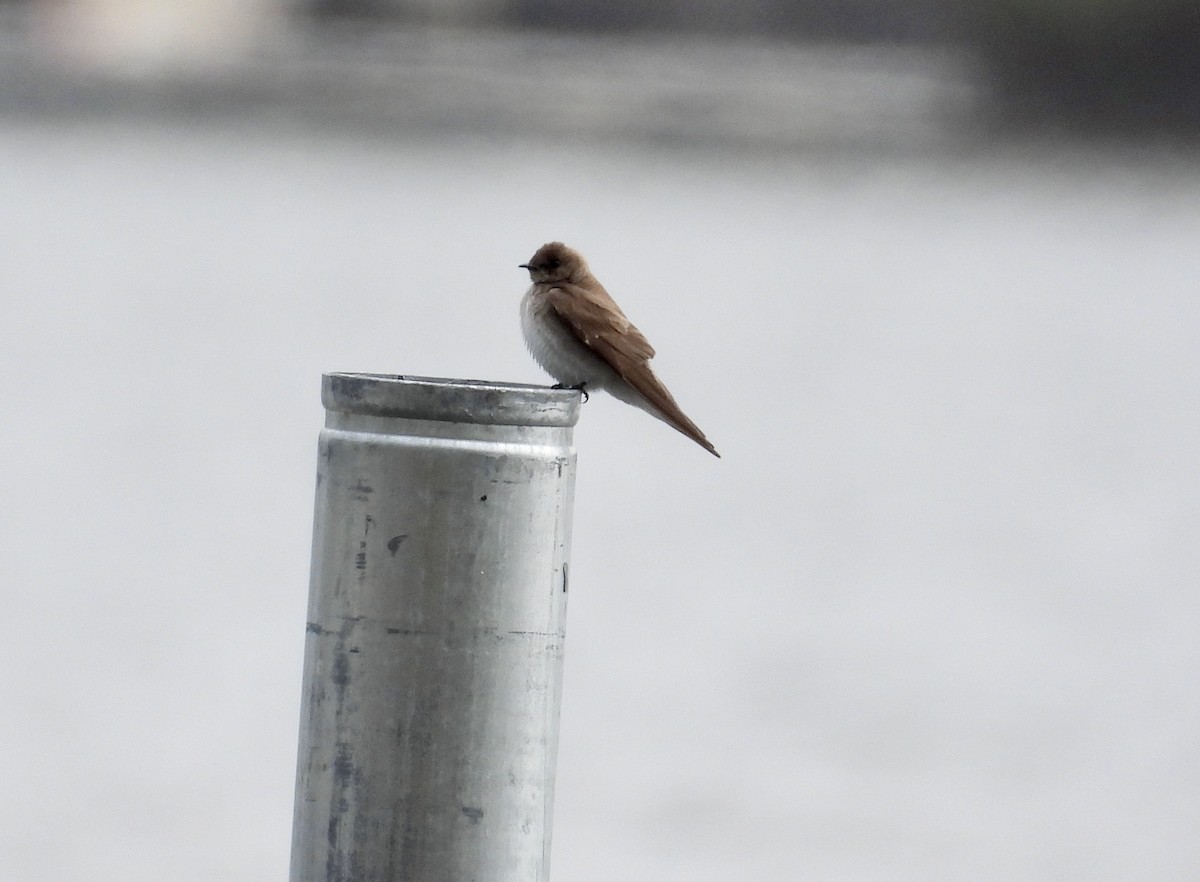 Northern Rough-winged Swallow - ML618182686