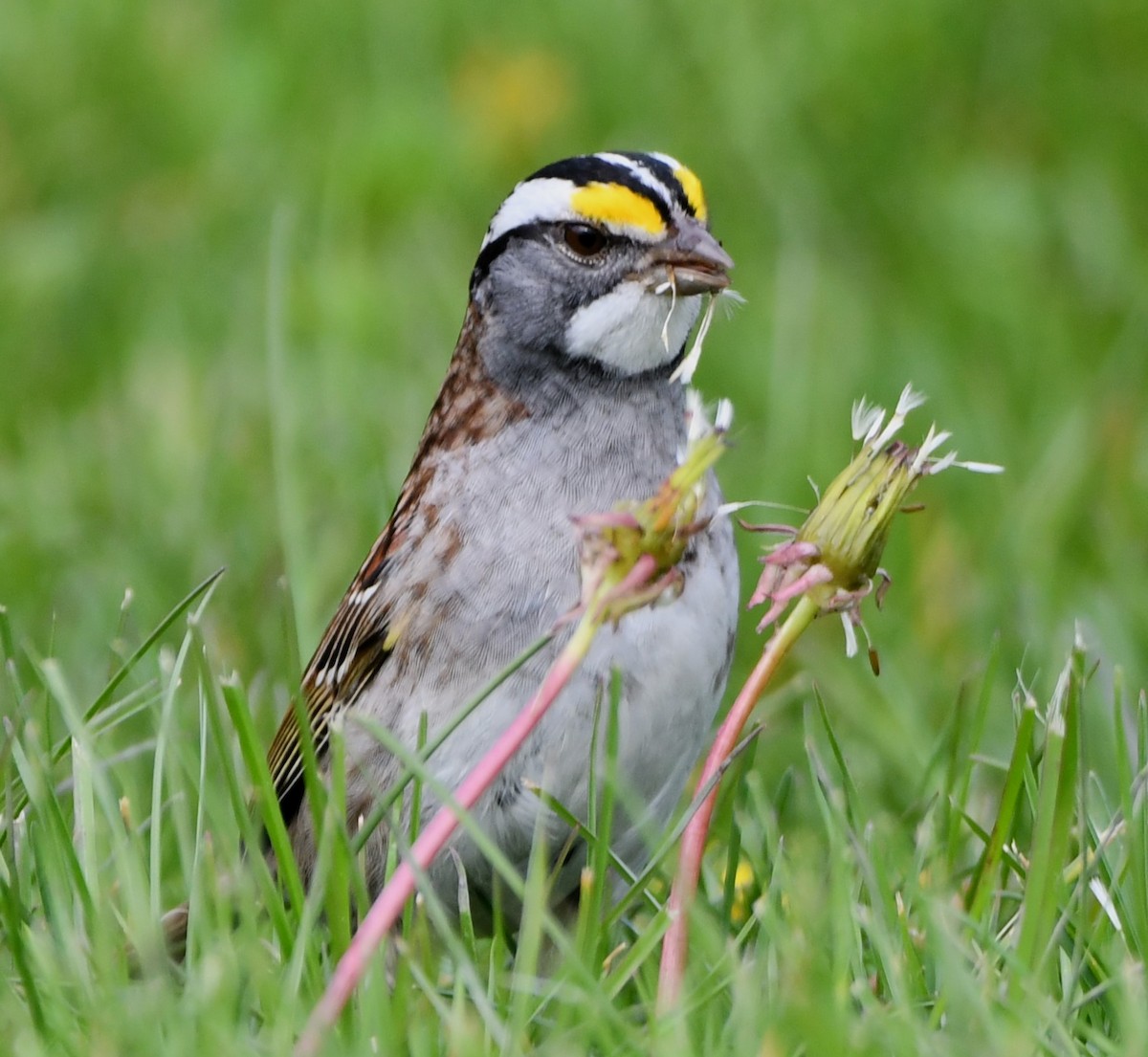 White-throated Sparrow - ML618182714