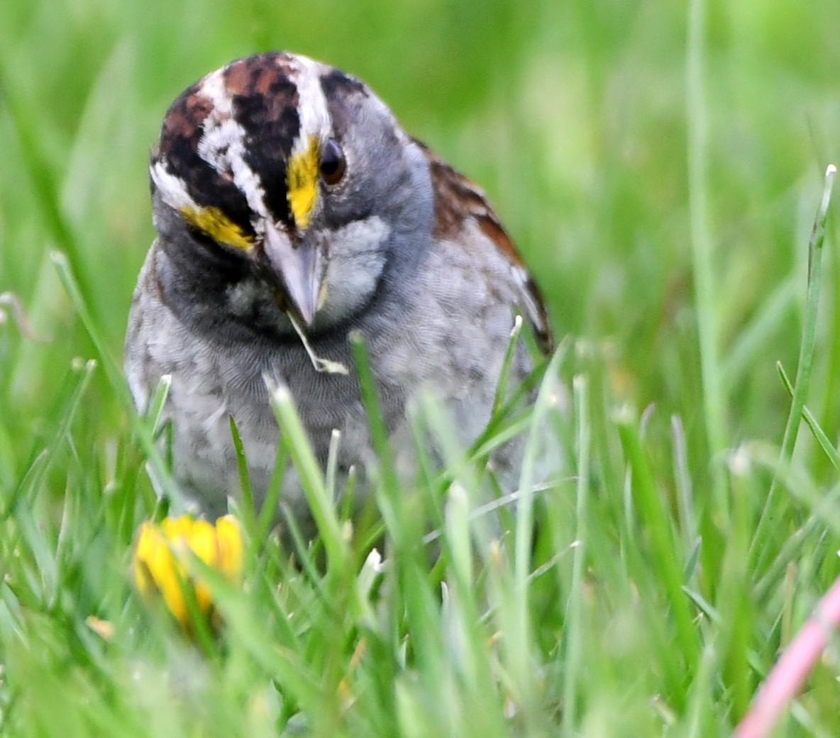 White-throated Sparrow - ML618182732
