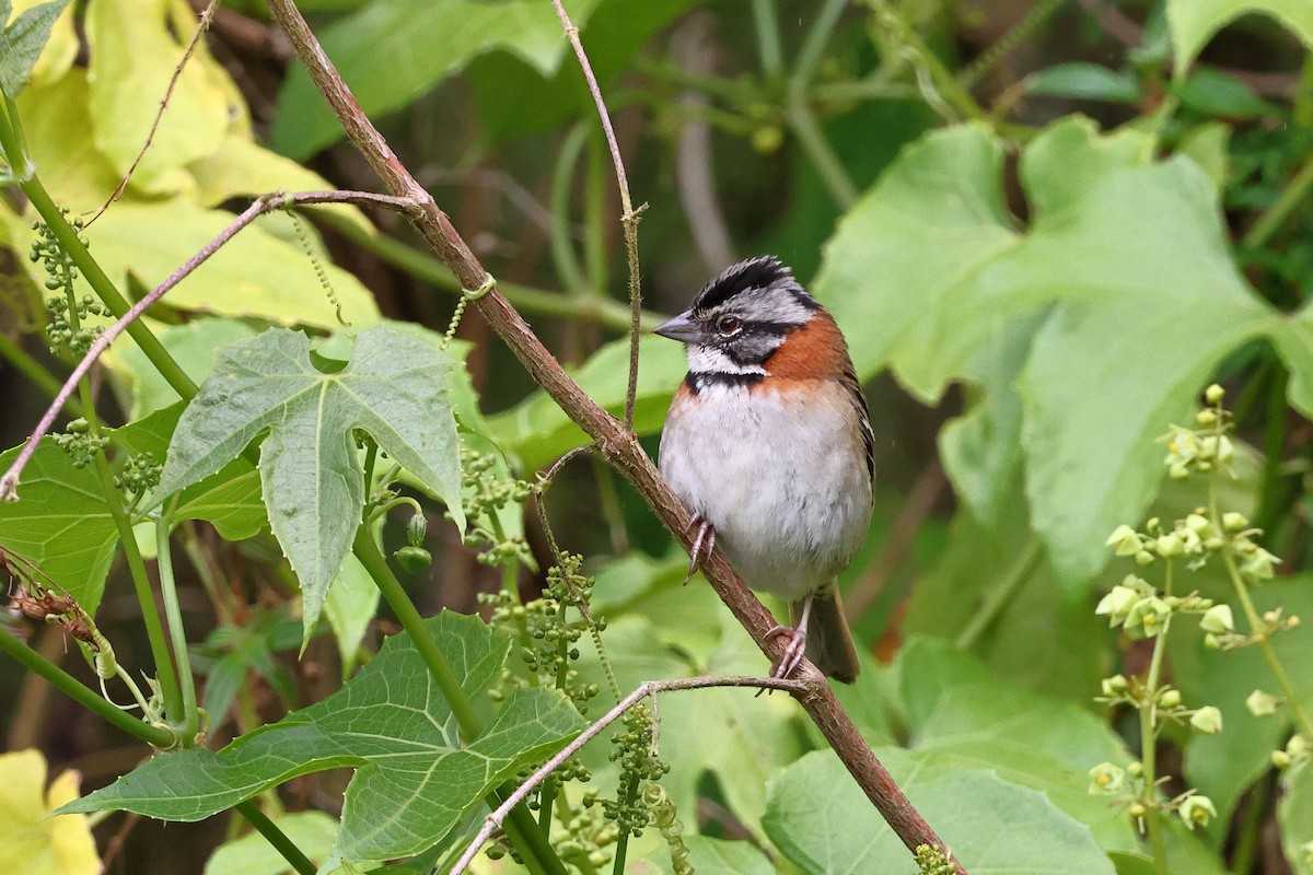 Rufous-collared Sparrow - ML618182753