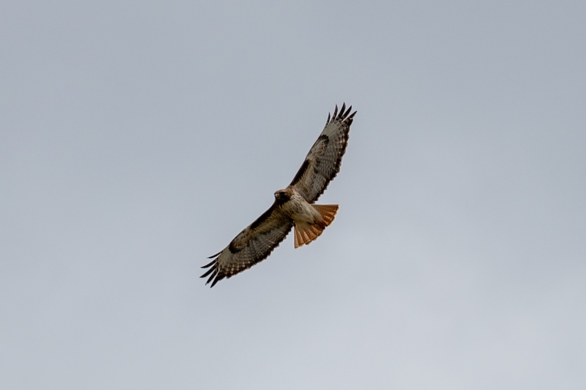 Red-tailed Hawk - ML618182757