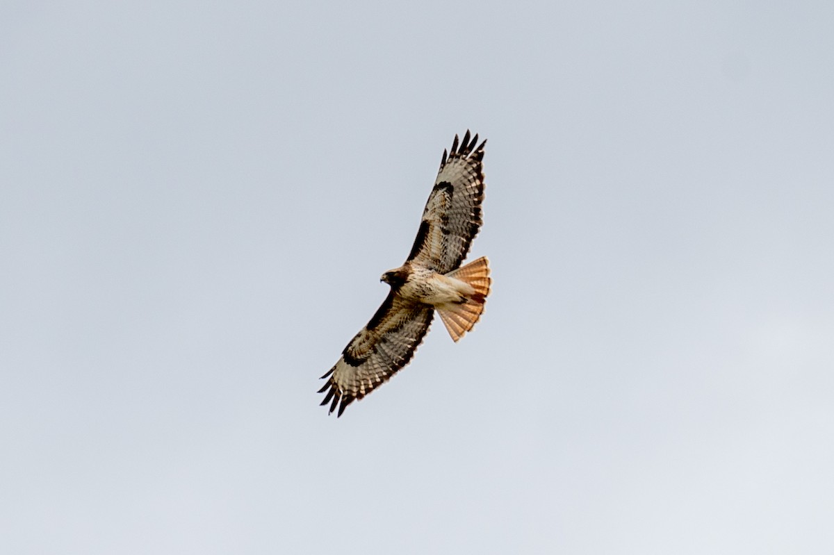 Red-tailed Hawk - ML618182758