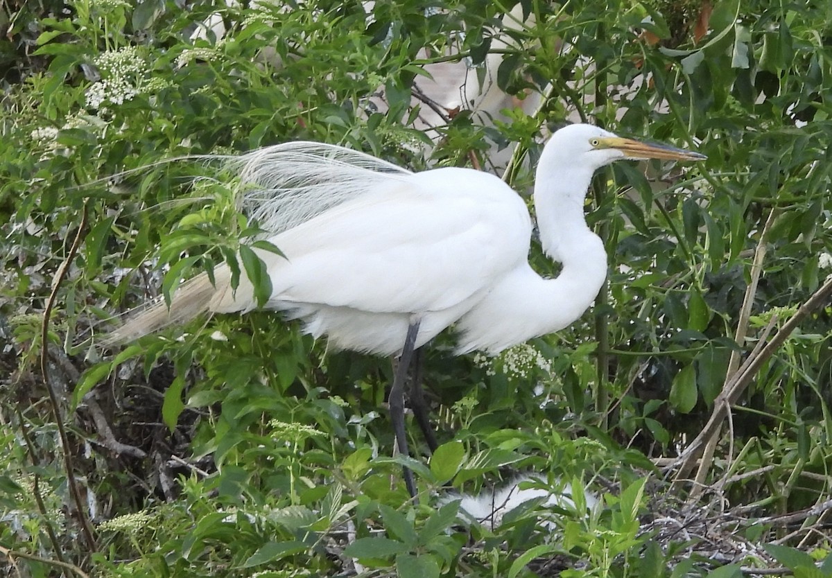Great Egret - pamela graber