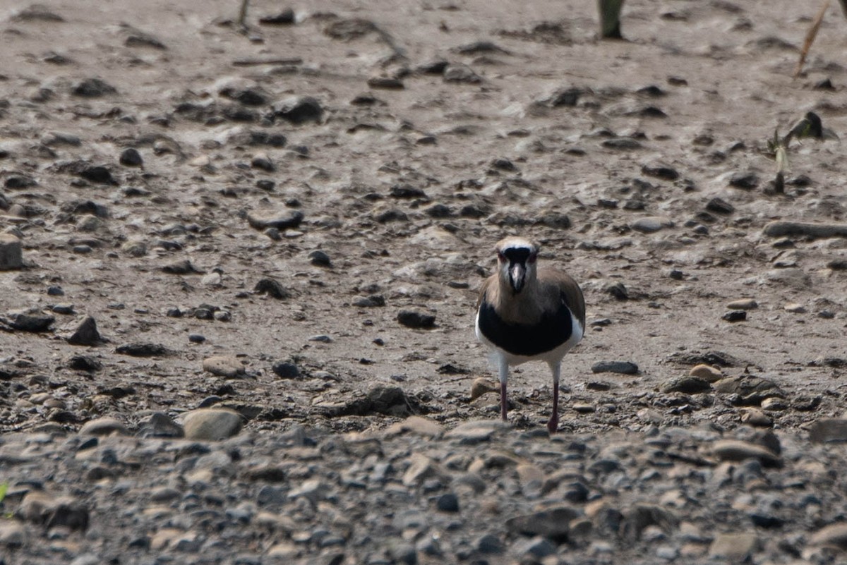 Southern Lapwing - Andrea Heine