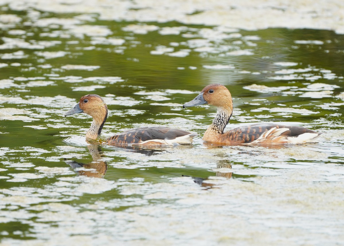 Fulvous Whistling-Duck - Tanuja Reddy