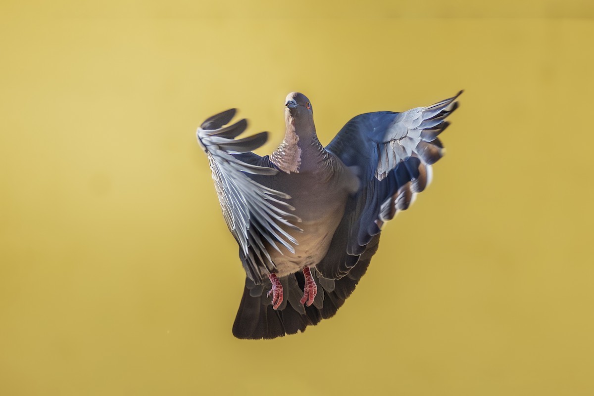 Picazuro Pigeon - ADRIAN GRILLI
