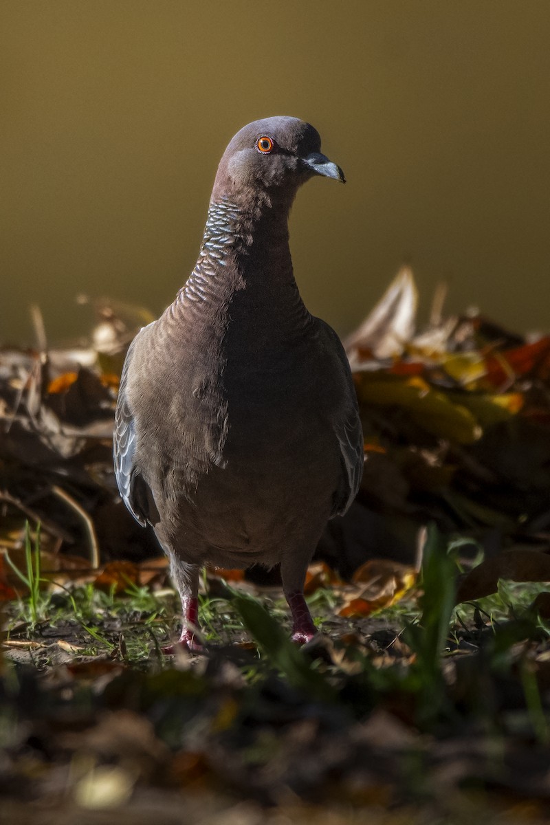 Picazuro Pigeon - ADRIAN GRILLI