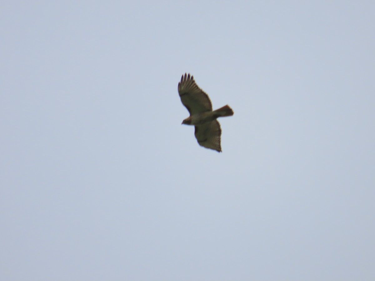 Red-tailed Hawk - ML618182814