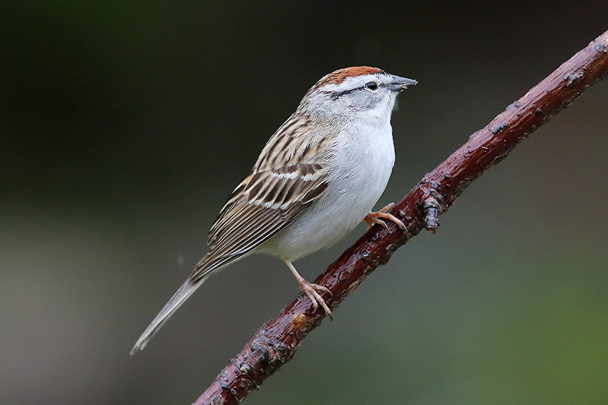 Chipping Sparrow - Ron and Linda (Tozer) Johnston