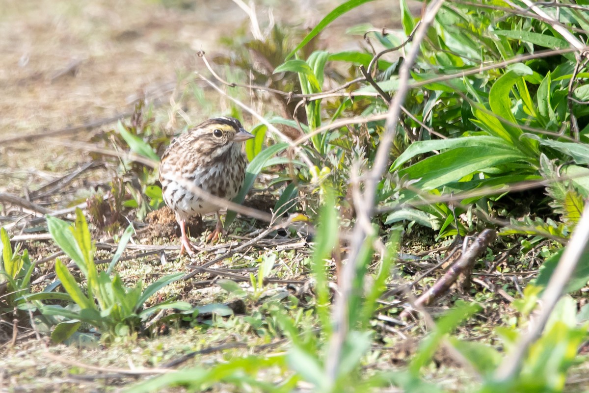 Savannah Sparrow - ML618182844