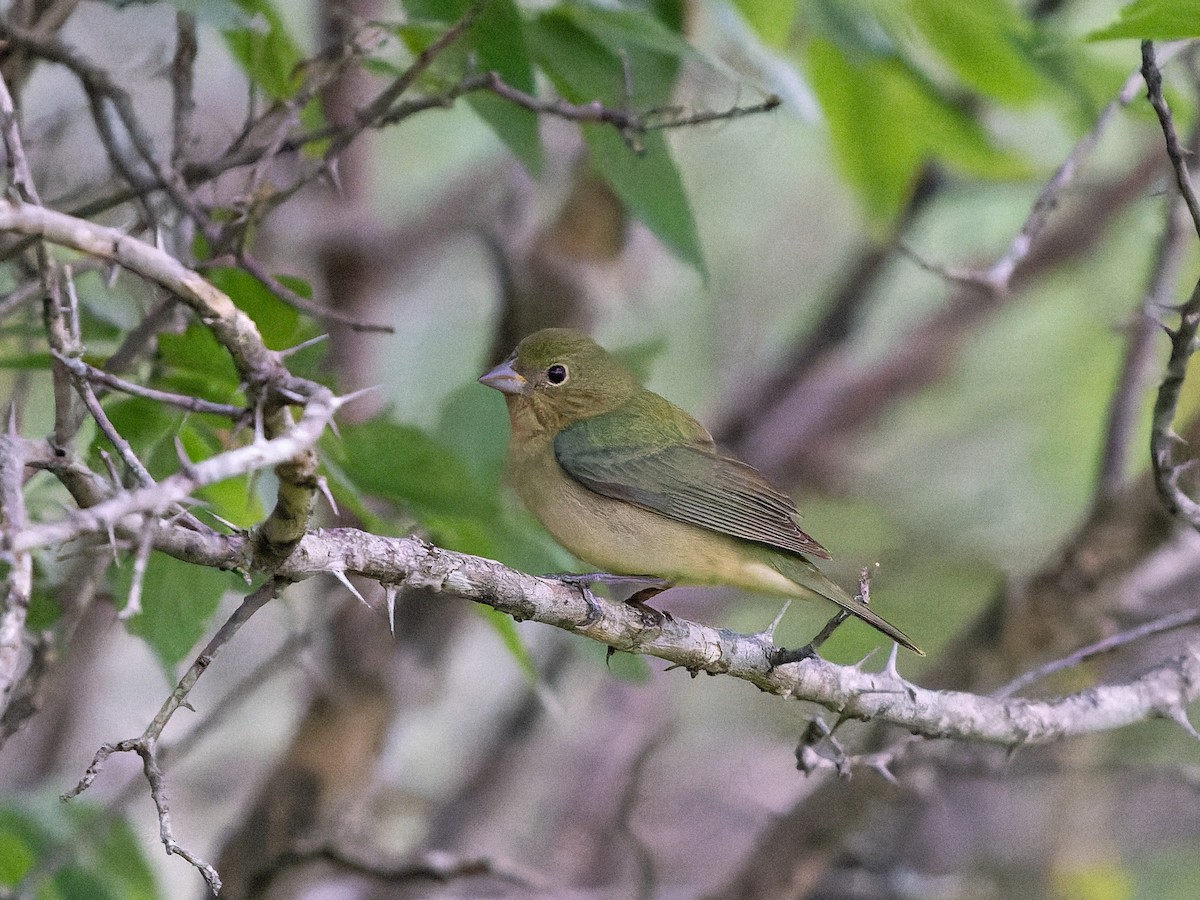 Painted Bunting - ML618182846