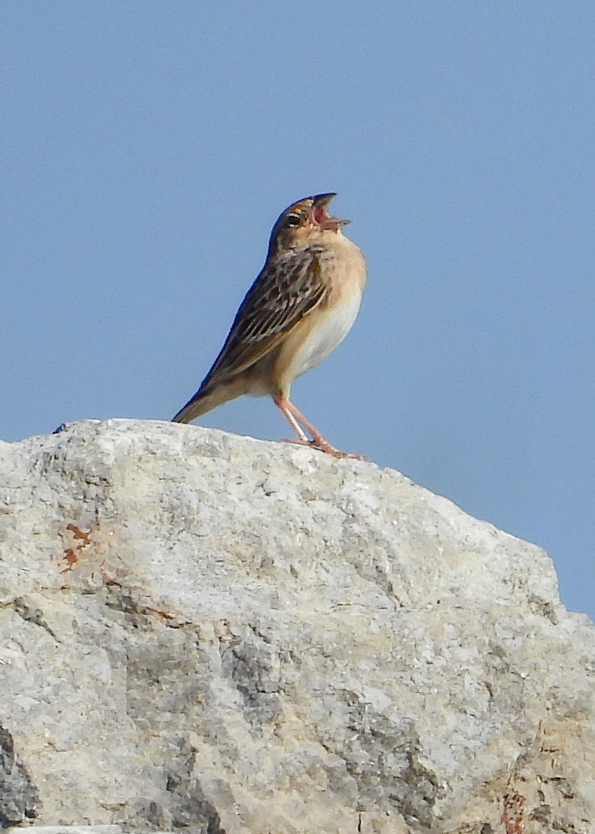 Grasshopper Sparrow - ML618182849