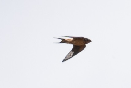 Barn Swallow - ML618182853