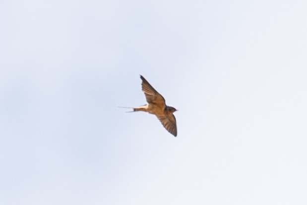 Barn Swallow - ML618182854