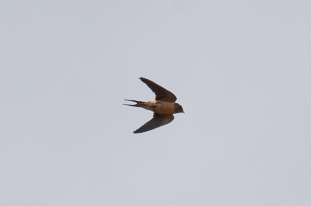 Barn Swallow - ML618182855