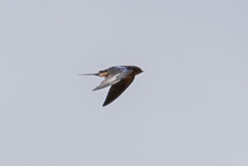 Barn Swallow - ML618182856