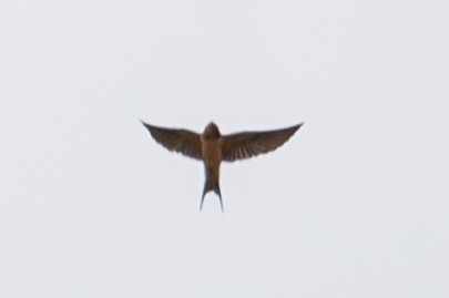 Barn Swallow - ML618182857