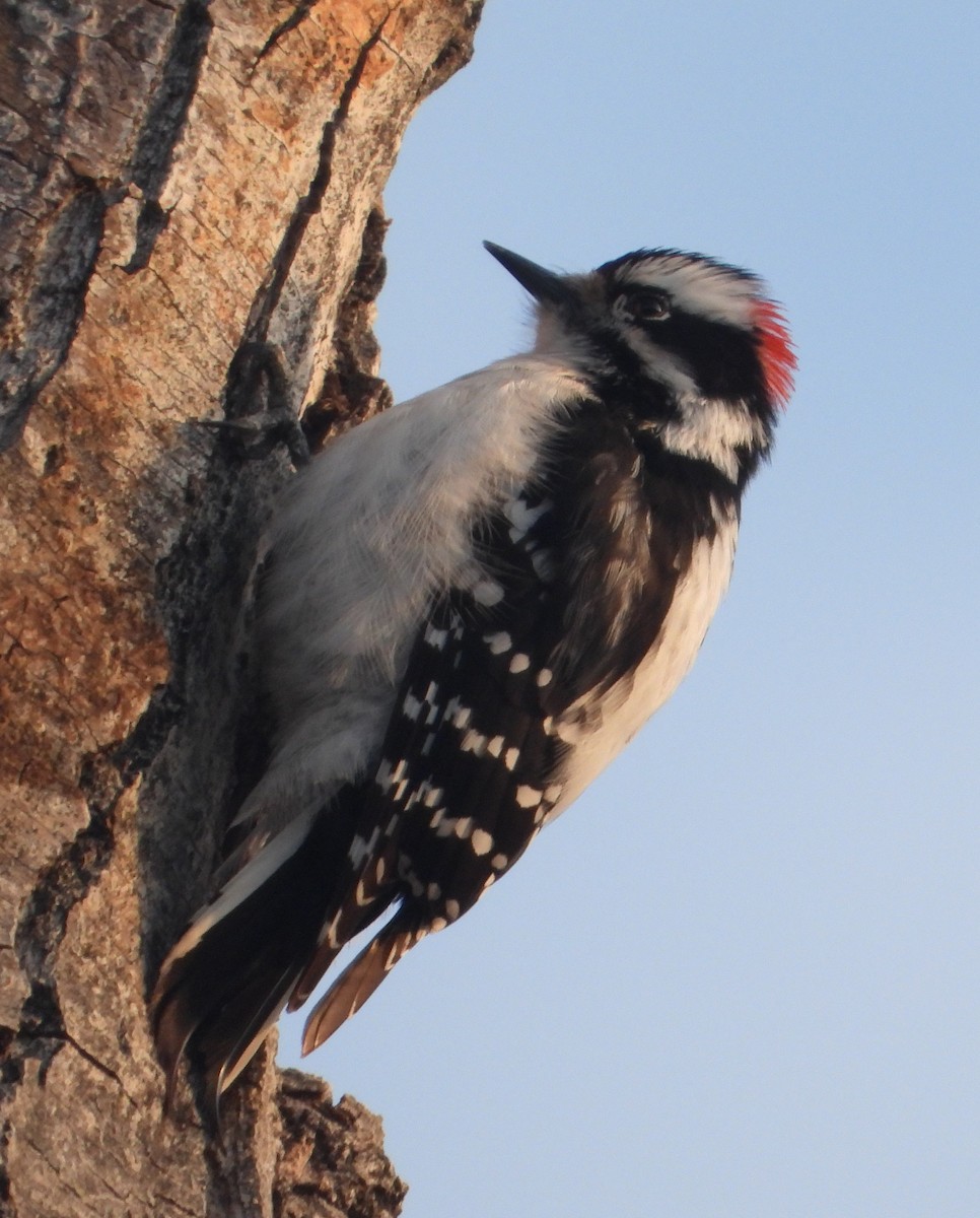 Downy Woodpecker - ML618182878