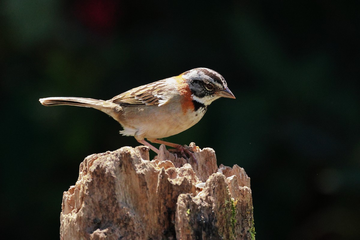 Rufous-collared Sparrow - Jennifer Zelik