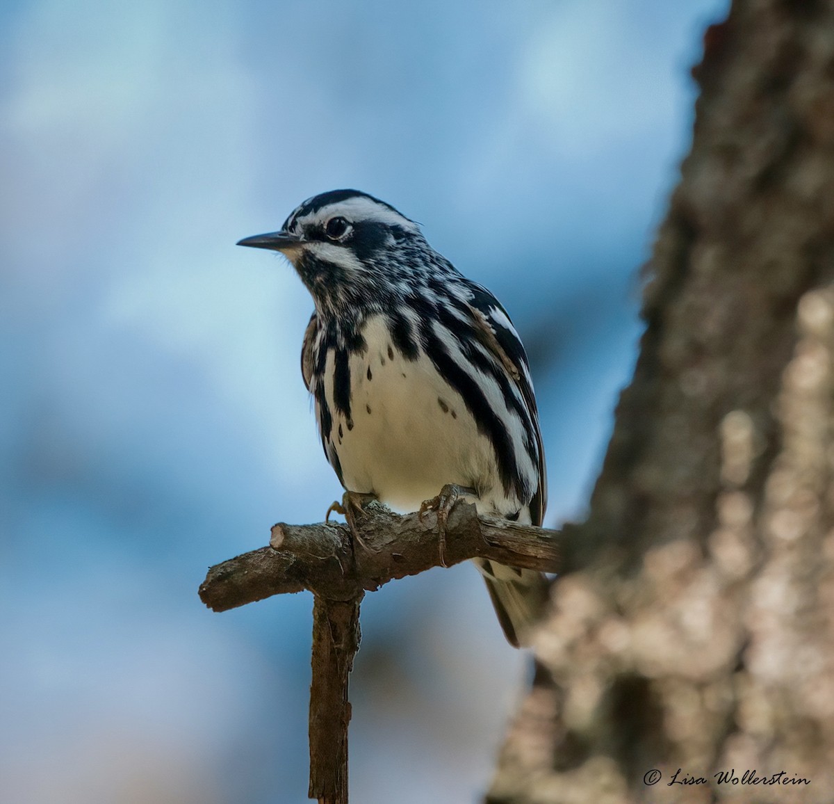 Black-and-white Warbler - ML618183020