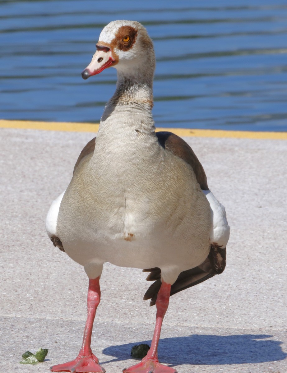Egyptian Goose - Barry Spolter