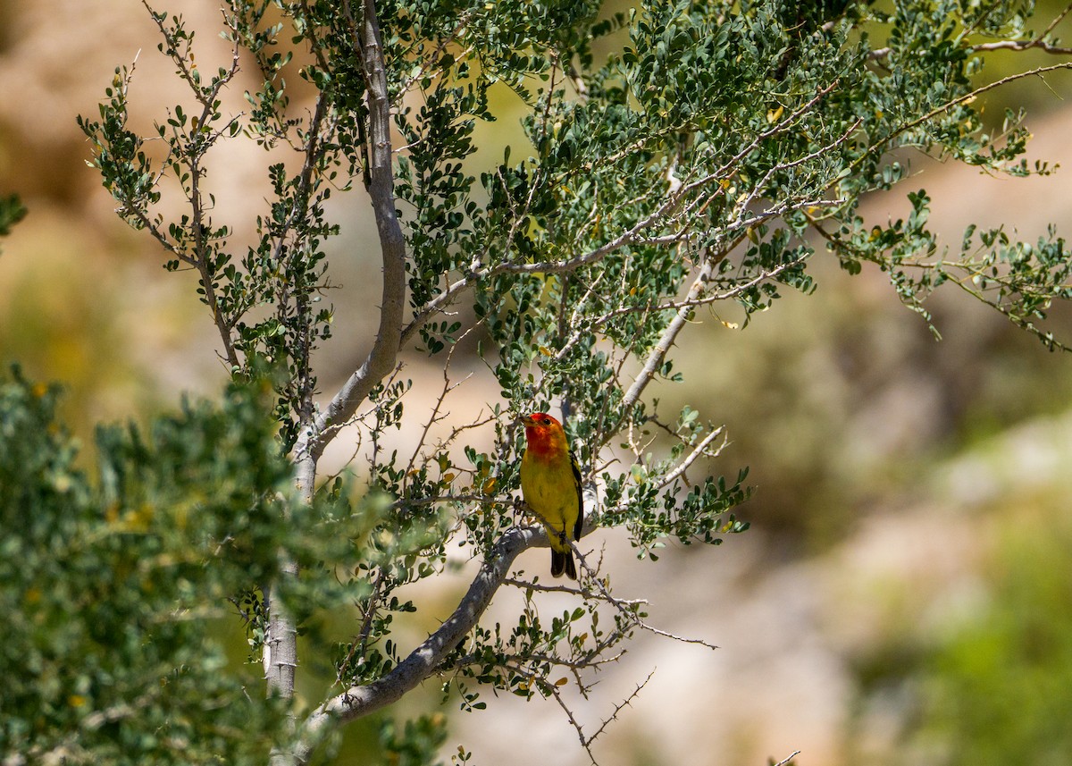 Western Tanager - Anthea Barrera leal